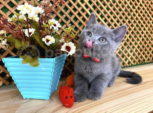 Sıcakkanlı Original Blue British Shorthair Yavrumuz Pierr görsel