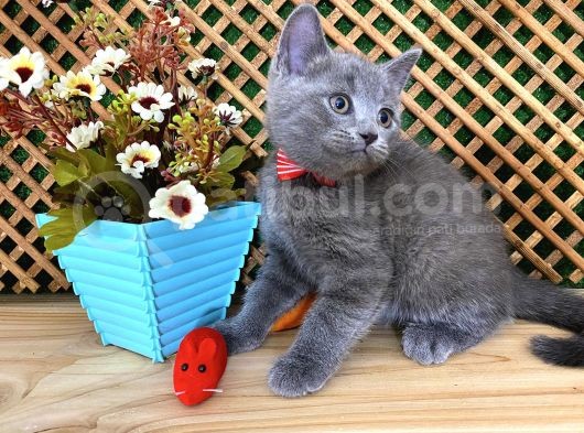 Sıcakkanlı Original Blue British Shorthair Yavrumuz Pierr
