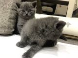 Scottish  Ve British Fold Yavrular