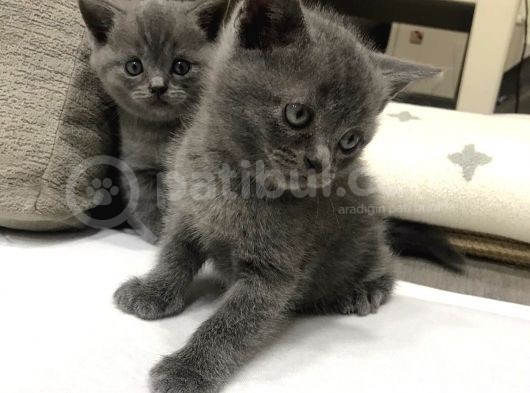 Scottish  Ve British Fold Yavrular görsel