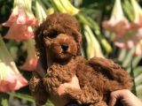 Safkan Irk Garantili Toy Poodle Yavrularımız