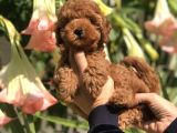 Safkan Irk Garantili Toy Poodle Yavrularımız