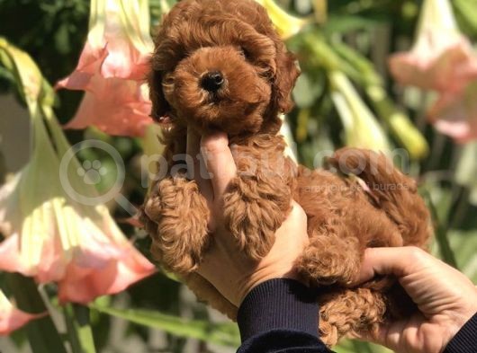 Safkan Irk Garantili Toy Poodle Yavrularımız