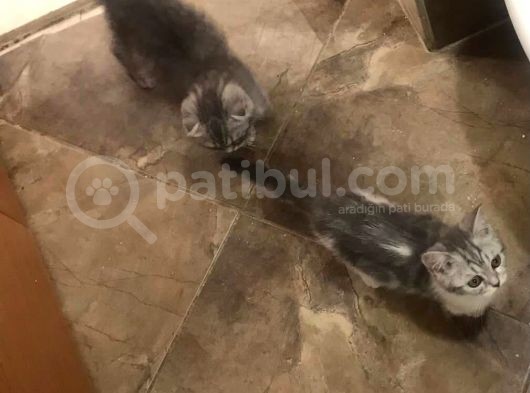 Aşıları Tam Karneleri Mevcut görsel