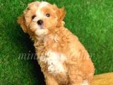 F1 İrk Ve Saglik Garantili Maltipoo Yavrularimiz