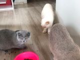 Aşıları Tam Karneleri Mevcut