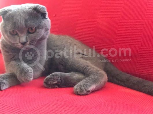 Aşıları Tam Karneleri Mevcut görsel