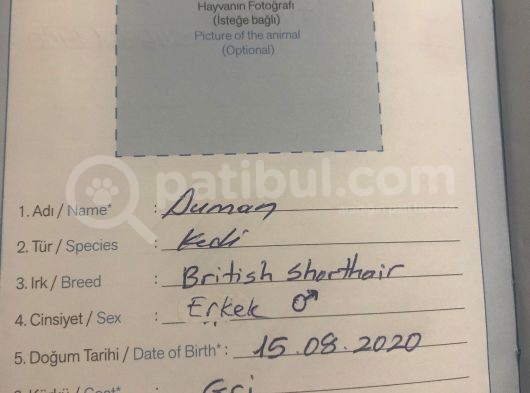 9 Aylık British Shorthair görsel