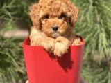 Irk Ve Saglik Garantili Toy Poodle Yavrularimiz