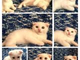 Beyazscottish Fold