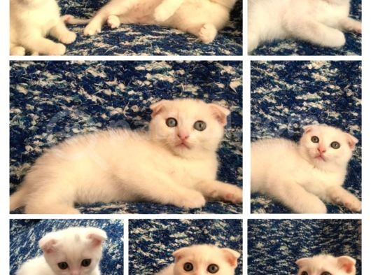 Beyazscottish Fold görsel