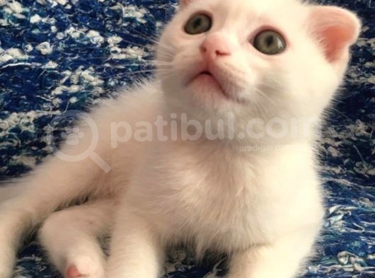 Beyazscottish Fold görsel