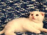 Beyazscottish Fold