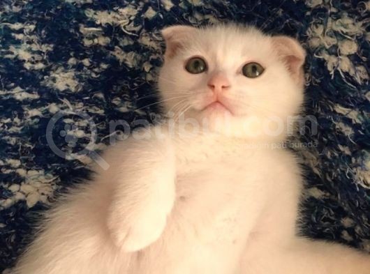 Beyazscottish Fold