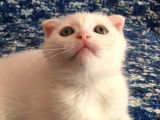 Beyazscottish Fold