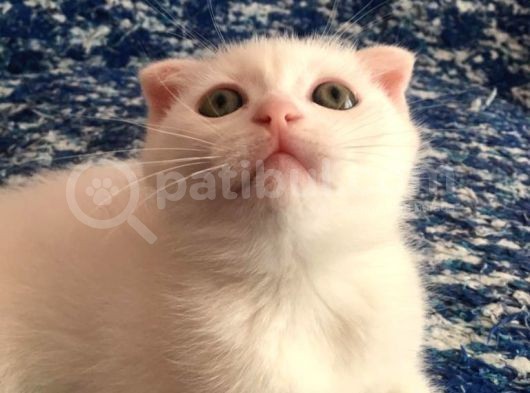 Beyazscottish Fold görsel