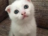 Beyazscottish Fold