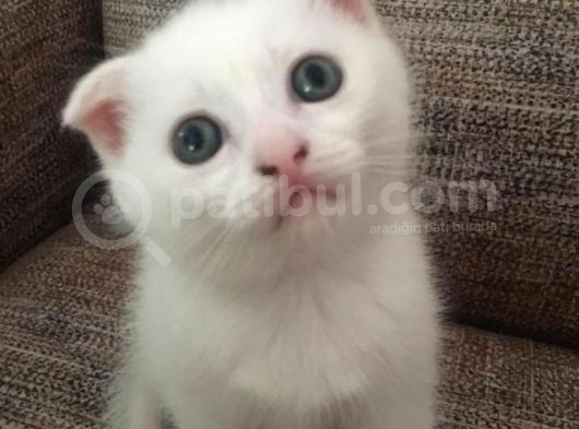 Beyazscottish Fold görsel
