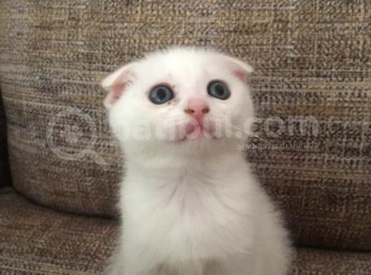 Beyazscottish Fold görsel