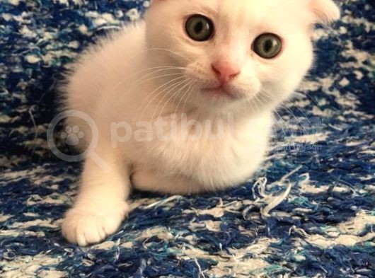 Beyazscottish Fold görsel