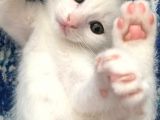 Beyazscottish Fold