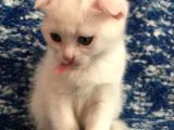 Beyazscottish Fold