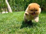 Tuvalet Eğitimli Ve Irk Garantili Pomeranian Boo Yavrusu