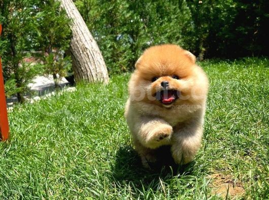 Tuvalet Eğitimli Ve Irk Garantili Pomeranian Boo Yavrusu görsel
