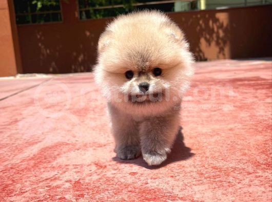 Teddy Face Erkek Ve 2.5 Aylik Pomerani̇an Boo Yavrusu görsel
