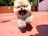 Teddy Face Erkek Ve 2.5 Aylik Pomerani̇an Boo Yavrusu