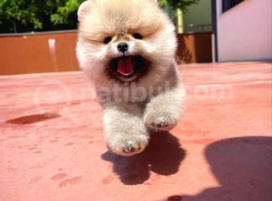 Teddy Face Erkek Ve 2.5 Aylik Pomerani̇an Boo Yavrusu görsel