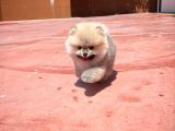 Teddy Face Erkek Ve 2.5 Aylik Pomerani̇an Boo Yavrusu