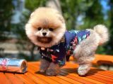 Teddy Face Erkek Ve 2.5 Aylik Pomerani̇an Boo Yavrusu