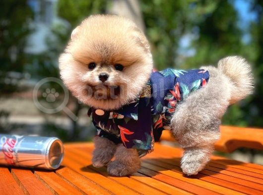 Teddy Face Erkek Ve 2.5 Aylik Pomerani̇an Boo Yavrusu
