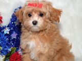 Kendi Uretimimiz Saglik Garantili Maltipoo