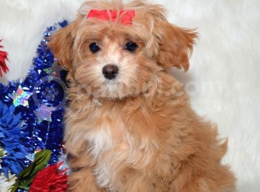 Kendi Uretimimiz Saglik Garantili Maltipoo