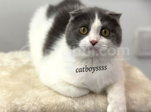 6 Aylık Dişi Bi Color Scottish Fold Yavrumuz görsel