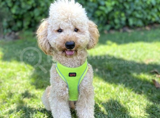 İstanbul Standart Poodle Akıllı Barney görsel
