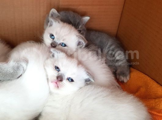 Scottish Fold Ve British Yavrular görsel