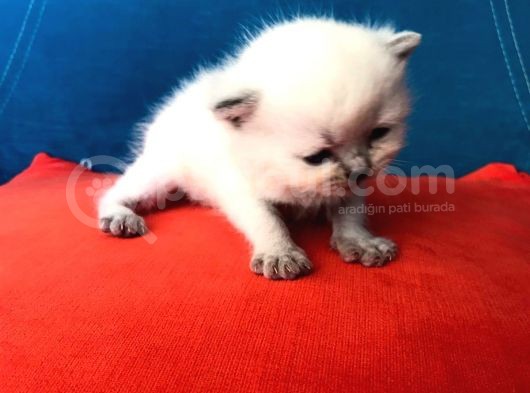 Hatay Scottish Fold görsel
