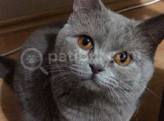 İstanbul Brtish Shorthair Oğlumuz görsel