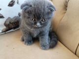 Scottish Fold Sütten Yeni Kesilmiş Dişi Ve Erkek