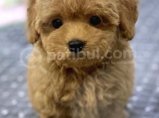 İstanbul Toy Poodle Yavrularımız görsel