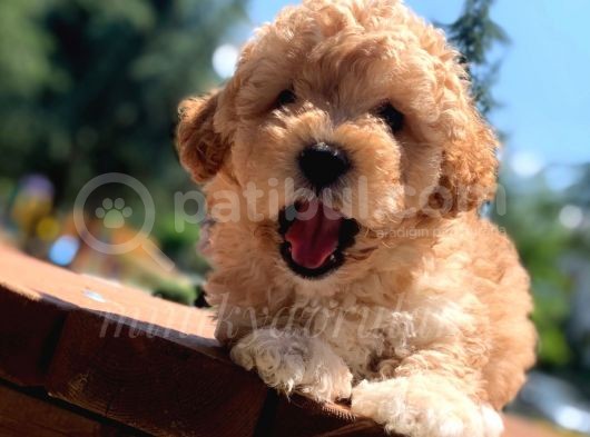 İstanbul Safkan Koyu Apricot Toy Poodle Yavrularimiz görsel