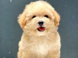 Irk ve Saglik Garantili Toy Poodle Yavrularimiz