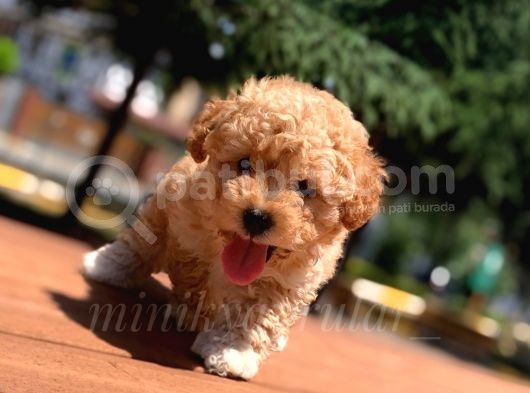 İstanbul Safkan Koyu Apricot Toy Poodle Yavrularimiz
