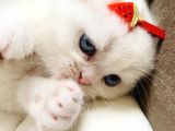 Scottish Fold British Shorthair Beyaz Yavru Melekler