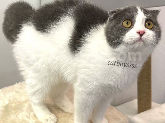 6 Aylık Dişi Bi Color Scottish Fold Yavrumuz görsel