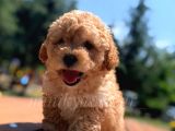 İstanbul Safkan Koyu Apricot Toy Poodle Yavrularimiz