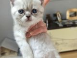 İstanbul Scottish Fold Çikolata Poind Ve Lynx Point Dişiler